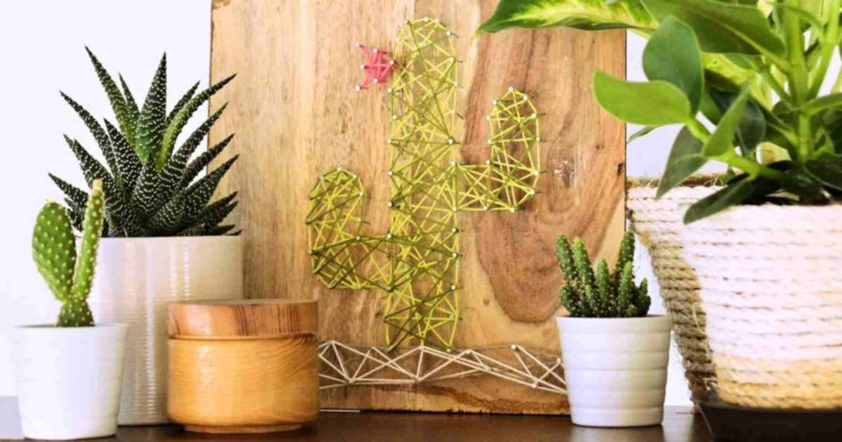 kaktus 4 friends online bestellen Euphorbia ferox
