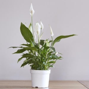 shutterstock_jhon_c_evenas_spathiphyllum
